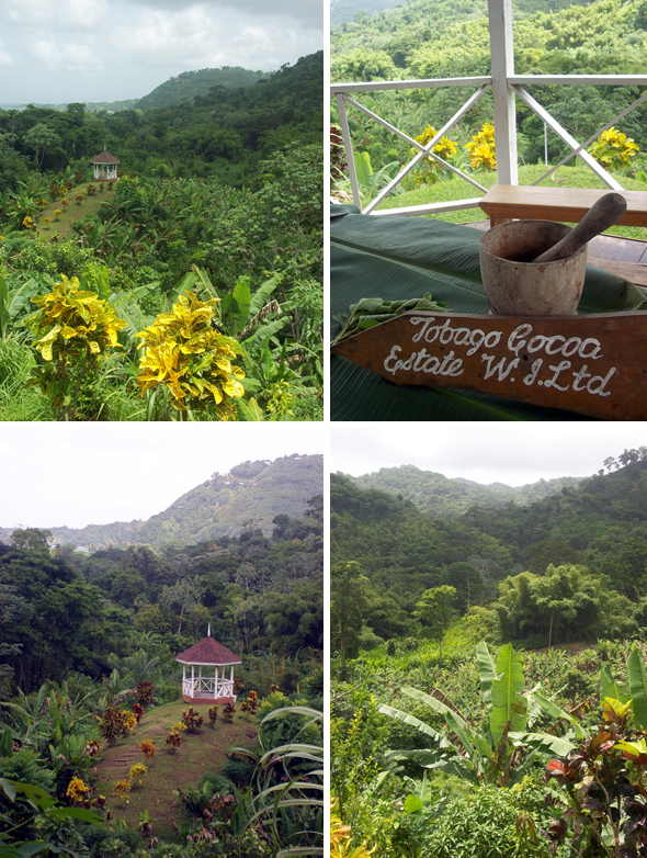 Tobago Cocoa Plantation Tour