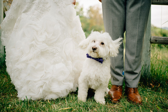 wedding dog ideas