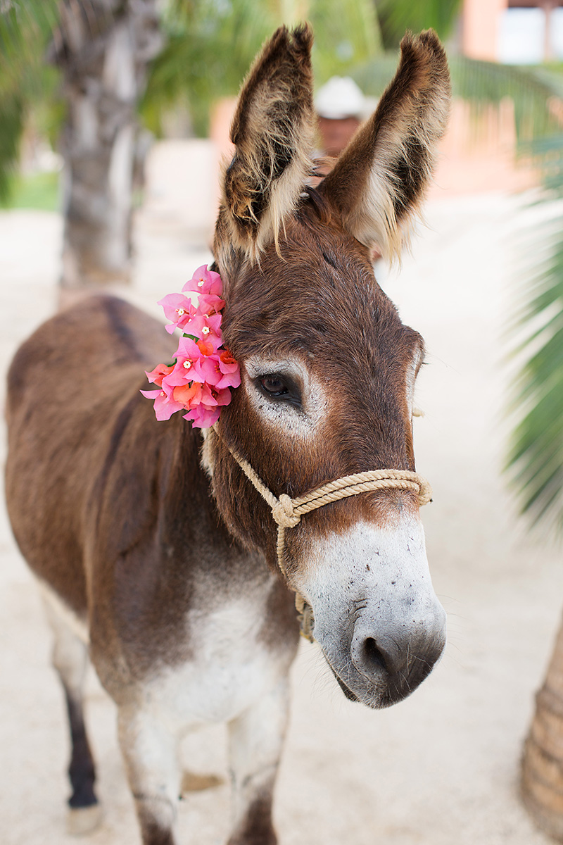donkey-wedding-ideas