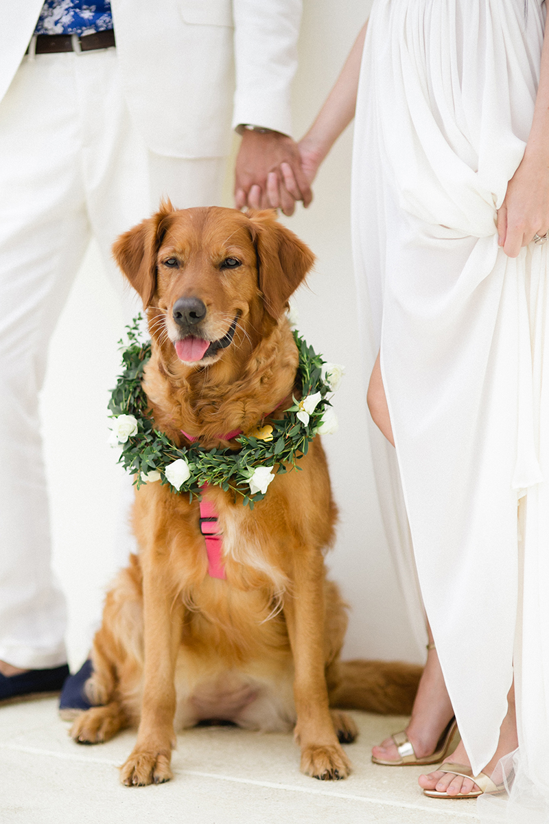 dogs-in-weddings