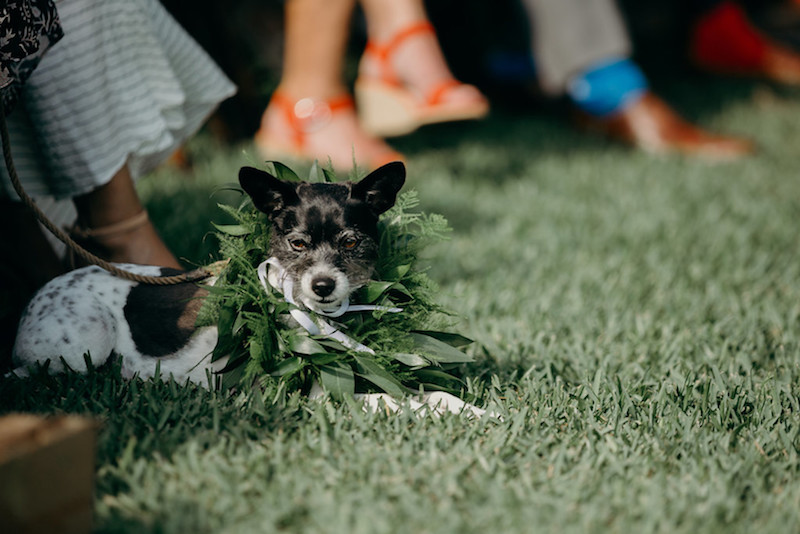 dog-in-greenery-lei-at-hawaiian-wedding